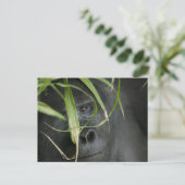 Afrika, Uganda, Bwindi Postkarte (Stehend Vorderseite)