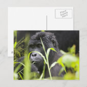 Afrika Uganda, Bwindi Postkarte (Vorne/Hinten)