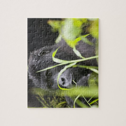 Afrika Uganda, Bwindi Puzzle (Vertikal)