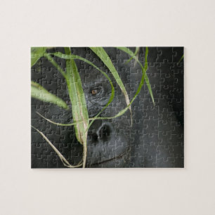Afrika, Uganda, Bwindi Puzzle