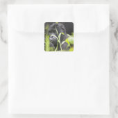 Afrika Uganda, Bwindi Quadratischer Aufkleber (Tasche)
