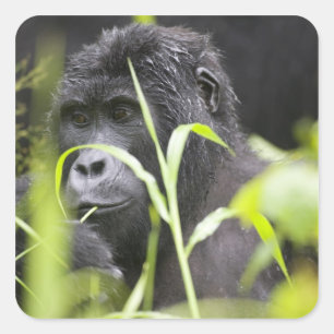 Afrika Uganda, Bwindi Quadratischer Aufkleber