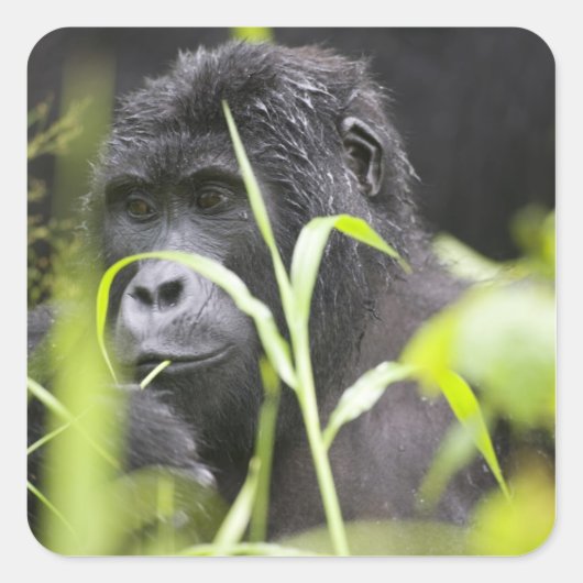 Afrika Uganda, Bwindi Quadratischer Aufkleber (Vorderseite)