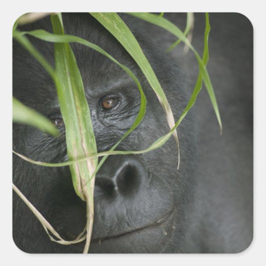 Afrika, Uganda, Bwindi Quadratischer Aufkleber (Vorderseite)