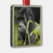 Afrika Uganda, Bwindi Silbernes Ornament (Rechts)