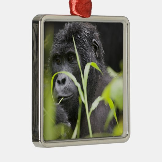 Afrika Uganda, Bwindi Silbernes Ornament (Rechts)