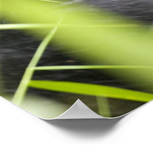 Afrika, Uganda, Bwindi, undurchdringlich, national Poster (Ecke)