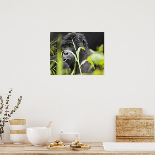 Afrika, Uganda, Bwindi, undurchdringlich, national Poster (Küche)