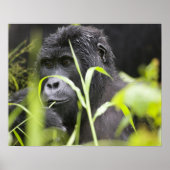 Afrika, Uganda, Bwindi, undurchdringlich, national Poster (Vorne)