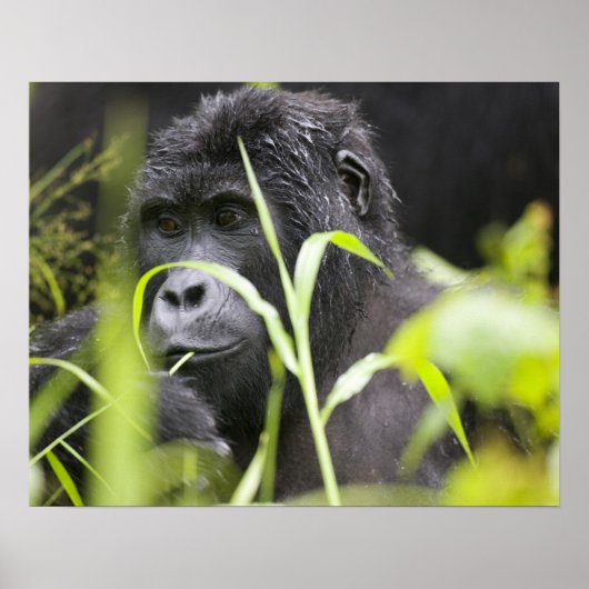 Afrika, Uganda, Bwindi, undurchdringlich, national Poster (Vorne)