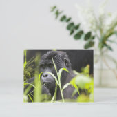 Afrika, Uganda, Bwindi, undurchdringlich, national Postkarte (Stehend Vorderseite)