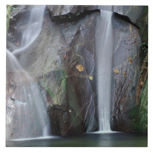 Afrika, Uganda, Bwindi Undurchdringlicher Regenwal Fliese (Vorderseite)