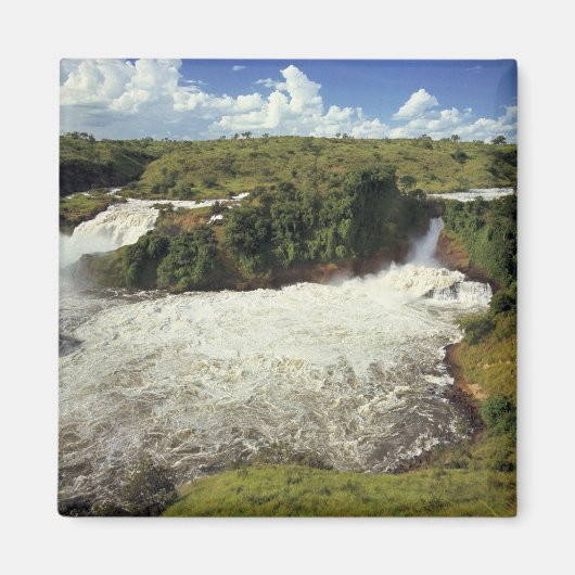 Afrika, Uganda, Murchison Falls NP. Der Schnee Magnet (Vorne)