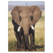 Afrikaner-Bush-Elefant Klemmbrett (Rückseite)