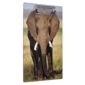 Afrikaner-Bush-Elefant Klemmbrett (Rechts)