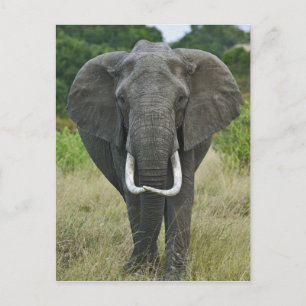 Afrikaner Elephantna Loxodonta, Masai-Mara-Spiel Postkarte