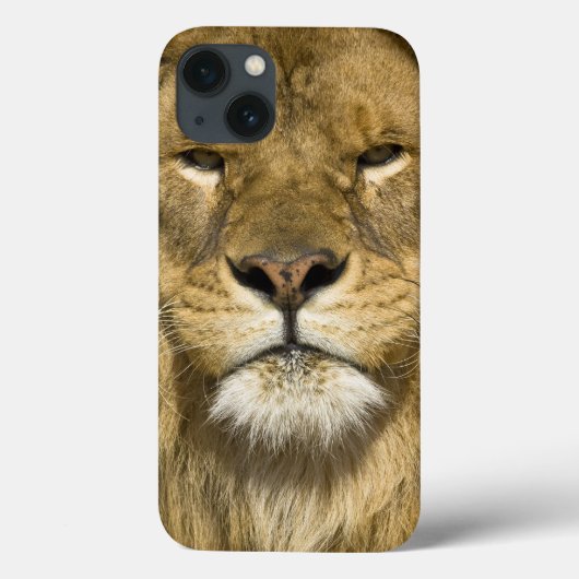 Afrikanerbarbary-Löwe, Panthera Löwe Löwe, ein von Case-Mate iPhone Hülle (Rückseite)