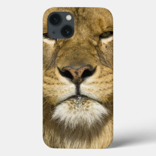 Afrikanerbarbary-Löwe, Panthera Löwe Löwe, ein von Case-Mate iPhone Hülle