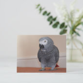 Afrikanisch-graue Postkarte (Stehend Vorderseite)