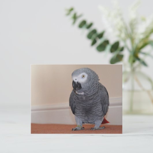 Afrikanisch-graue Postkarte (Stehend Vorderseite)