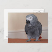 Afrikanisch-graue Postkarte (Vorne/Hinten)