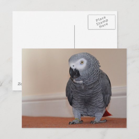 Afrikanisch-graue Postkarte (Vorne/Hinten)