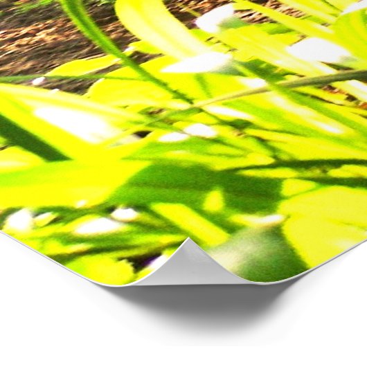 Afrikanisch Okapi Poster (Ecke)