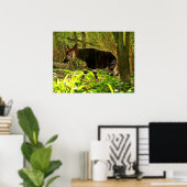 Afrikanisch Okapi Poster (Heimbüro)