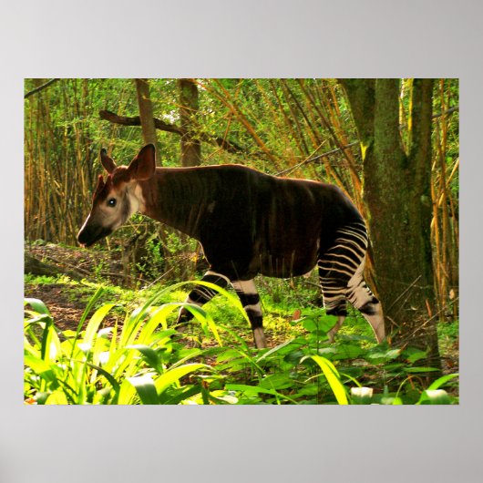 Afrikanisch Okapi Poster (Vorne)