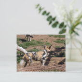 afrikanisch-wild-dog-007 postkarte (Stehend Vorderseite)