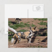 afrikanisch-wild-dog-007 postkarte (Vorne/Hinten)