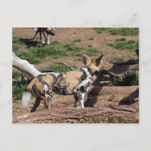 afrikanisch-wild-dog-007 postkarte