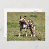 afrikanisch-wild-dog-015 postkarte (Vorne/Hinten)