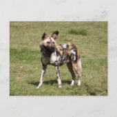 afrikanisch-wild-dog-015 postkarte (Vorderseite)