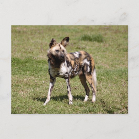afrikanisch-wild-dog-015 postkarte (Vorderseite)