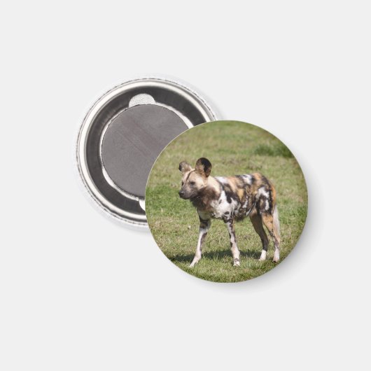 afrikanisch-wild-dog-016 magnet (Vorderseite/Rückseite)