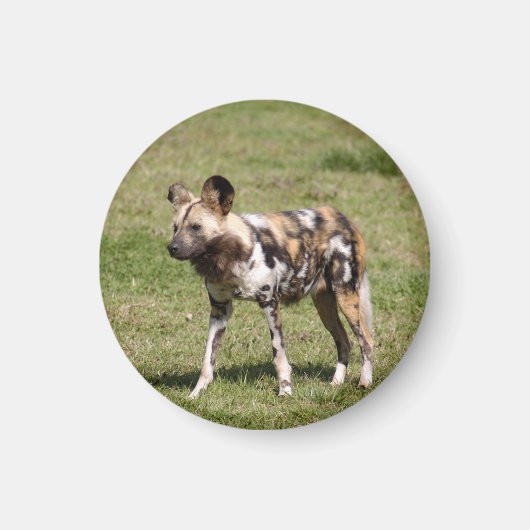 afrikanisch-wild-dog-016 magnet (Vorne)