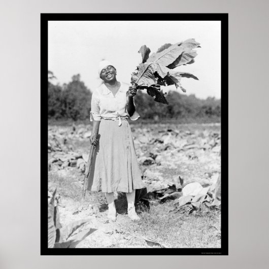 Afrikanische Amerikanerin mit Tabak 1912 Poster (Vorne)