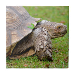 Afrikanische angetriebene Schildkröte auf Gras Fliese