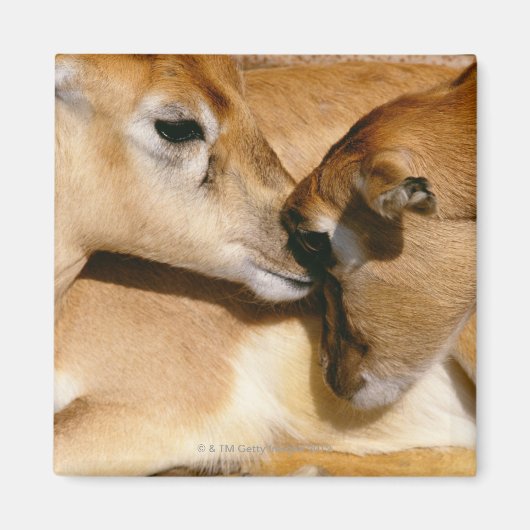 Afrikanische Antilope und Fauna Magnet (Vorne)