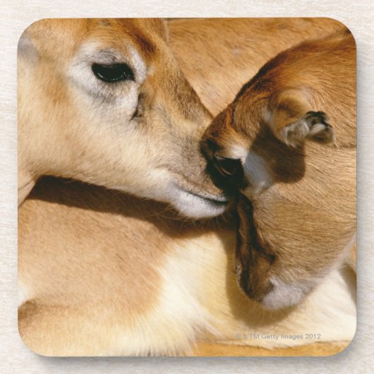 Afrikanische Antilope und Kitz Untersetzer (Vorderseite)