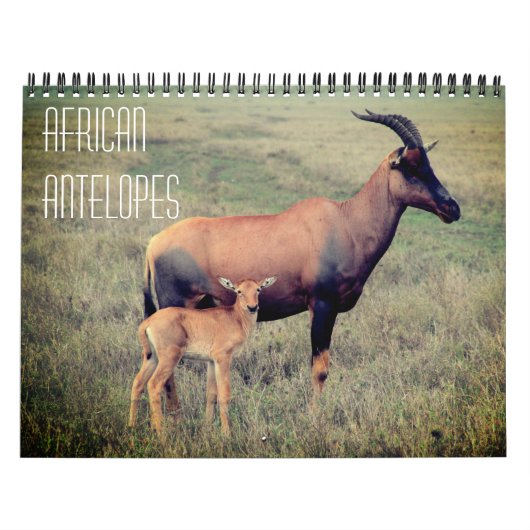 Afrikanische Antilopen 2025 Kalender (Titelbild)