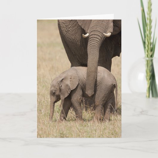 Afrikanische Baby Elephant mit Mutter Karte (Vorderseite)