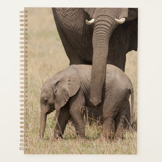 Afrikanische Baby Elephant mit Mutter Planer (Vorderseite)