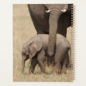 Afrikanische Baby Elephant mit Mutter Planer (Rückseite)