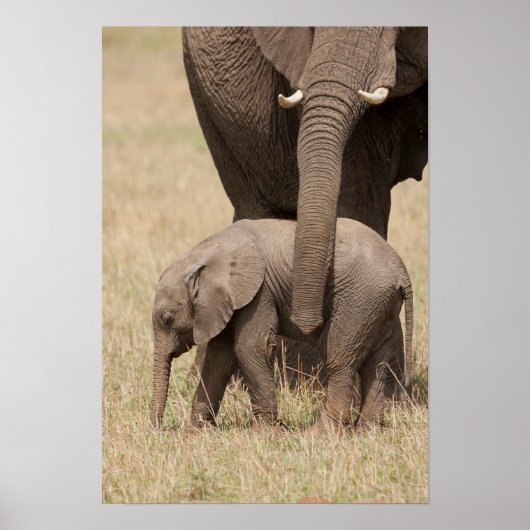 Afrikanische Baby Elephant mit Mutter Poster (Vorne)