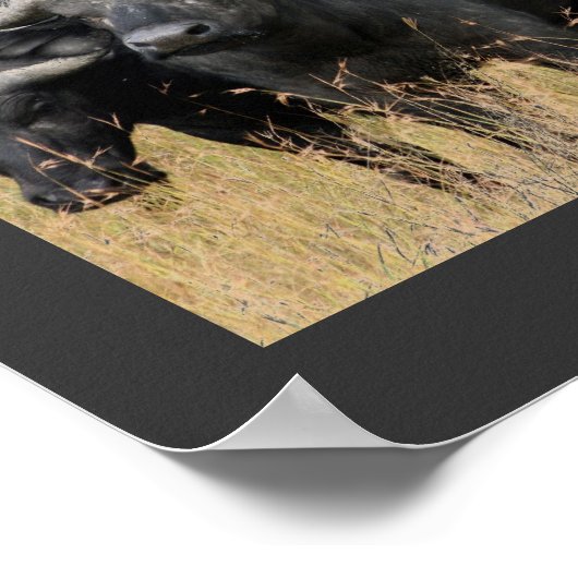 Afrikanische Buffaloes des Masai Mara Poster (Ecke)