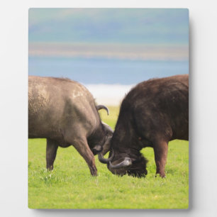 afrikanische Büffel Fotoplatte