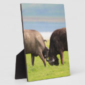 afrikanische Büffel Fotoplatte (Seite)