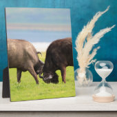 afrikanische Büffel Fotoplatte (Seite)